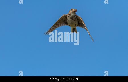 Pipa di prato, Anthus pratensis, in volo che riporta il cibo al nido. Dorset. Foto Stock