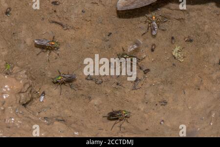 Semaphore vola, Poecilobothrus nobilitatus, in corteggiamento e gruppo di allevamento in zona umida fangosa, Alners Gorse, Dorset. Foto Stock