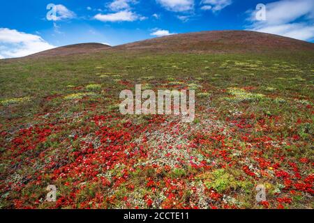 Percorso dei fiori selvatici Carrington Point, Santa Rosa Island, Channel Islands National Park, California USA Foto Stock