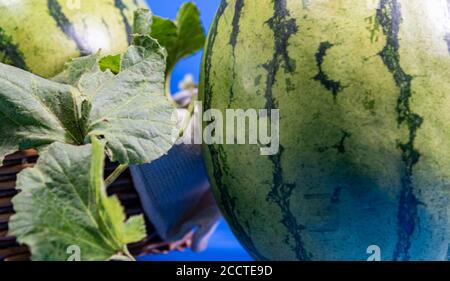 Frutta fresca di anguria. L'anguria è una deliziosa frutta con molta acqua, ricca di potassio e magnesio, che lo rende un ottimo diur naturale Foto Stock