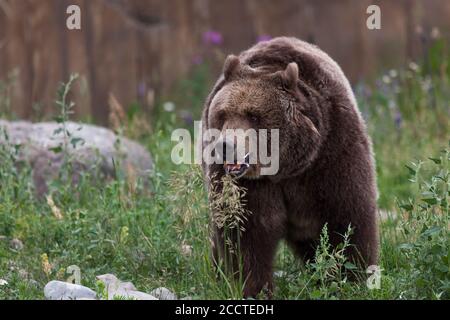 Un grande orso grizzly femminile che cammina nell'erba alta in una calda giornata estiva. Foto Stock