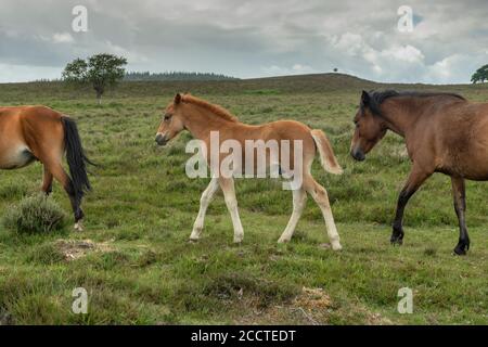 New Forest ponies, pascolo accanto Dockens acqua a Holly Hatch nella New Forest, Hants. Foto Stock