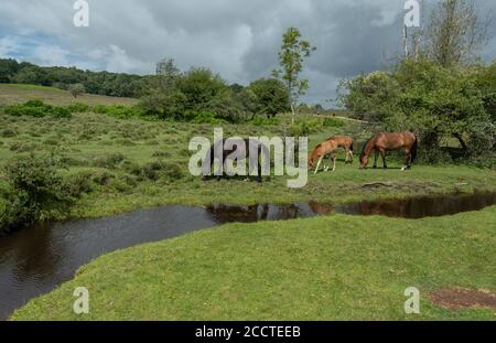 New Forest ponies, pascolo accanto Dockens acqua a Holly Hatch nella New Forest, Hants. Foto Stock