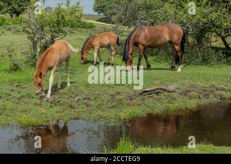 New Forest ponies, pascolo accanto Dockens acqua a Holly Hatch nella New Forest, Hants. Foto Stock