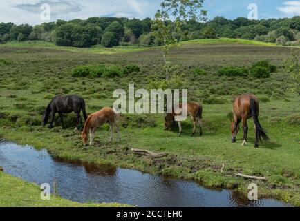 New Forest ponies, pascolo accanto Dockens acqua a Holly Hatch nella New Forest, Hants. Foto Stock