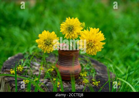 Bouquet di fiori gialli primo piano in vaso di ceramica, erba verde, vecchio ceppo di alberi, rustica vita still, concetto di campagna Foto Stock