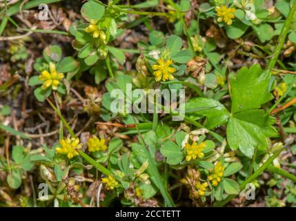 Trifolio minore, trifolium dubium, in fiore in erba grattugia corta. Foto Stock