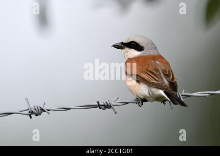 Shrike ( Lanius collurio ), uomo adulto, appollaiato su una recinzione di filo spinato, riposo, vista sul retro, sfondo pulito, dintorni piacevoli, wildlif Foto Stock