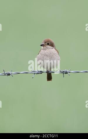 Shrike ( Lanius collurio ), femmina, arroccato, poggiato su un filo spinato, seduto su una gamba, rilassato, afflitto, appare accogliente, fauna selvatica, Europa. Foto Stock