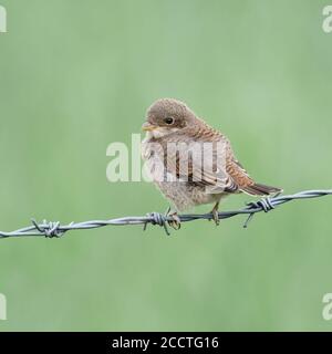 Red-backed Shrike ( Lanius collurio ), giovane pulcino, appena volato, piumaggio giovanile, molting, arroccato su filo spinato, sembra carino, fauna selvatica, Europa. Foto Stock