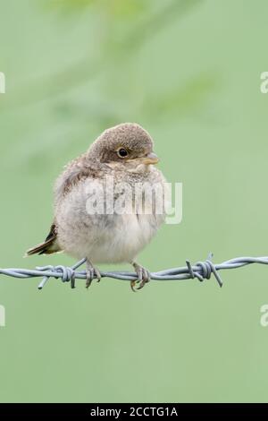 Red-backed Shrike ( Lanius collurio ), giovane pulcino, appena volato, esplorando i suoi dintorni, in attesa di cibo, arroccato su filo spinato, sembra carino, wil Foto Stock