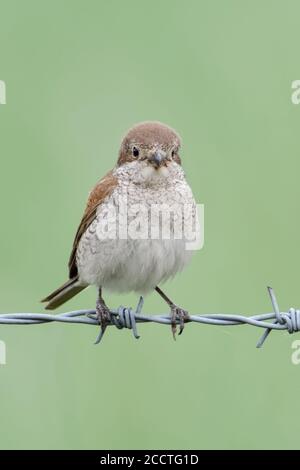 Red-backed Shrike ( Lanius collurio ), femmina arroccato accanto a giovani in fuga su filo spinato, prendersi cura di pulcini, sembra carino e divertente, fauna selvatica, Europaet Foto Stock