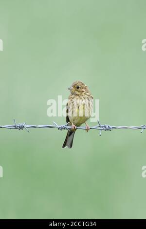 Yellowhammer ( Emberiza citrinella ), uccello giovane, arroccato su una recinzione di ciambella, comportamento tipico, uccello songifero giallo nativo, fauna selvatica, Europa. Foto Stock