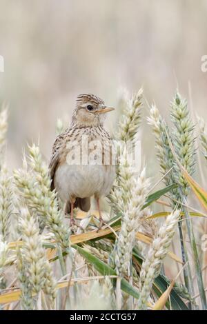 Eurasian Skylark ( Alauda arvensis ) arroccato in un campo di grano quasi maturo, cresta rialzata, uccello di terra aperta, bella vista frontale, fauna selvatica, Europa. Foto Stock