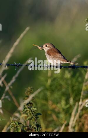 Shrike ( Lanius collurio ), femmina adulta, appollaiato su una recinzione di filo spinato, con preda, libellula nel suo becco, ambiente naturale, fauna selvatica, Foto Stock