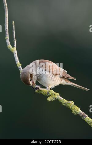 Shrike ( Lanius collurio ), femmina adulta, arroccato su un ramo secco anziano, nutrendo prede, bruco, fauna selvatica, Europa. Foto Stock
