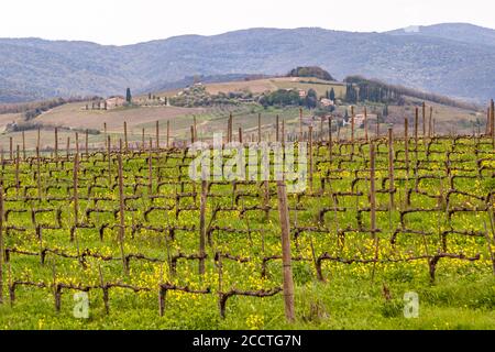 Brunello vitigni a Montalcino, Italia Foto Stock