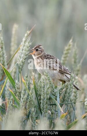 Skylark ( Alauda arvensis ) canta in un campo di grano, arroccato su raccolti di grano, uccello tipico e caracteristico su terreni agricoli in estate, fauna selvatica, Europa. Foto Stock