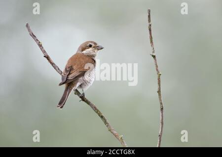 Shrike ( Lanius collurio ), femmina adulta, arroccato su un belvedere, vista sul retro, girandosi intorno, bello sfondo morbido, fauna selvatica, Europa. Foto Stock