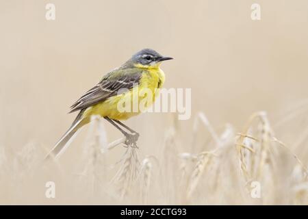 Yellow Wagtail ( Motacilla fava ), maschio adulto in abito da allevamento, arroccato su colture di orzo mature, seduto in un campo di grano, fauna selvatica, Europa. Foto Stock