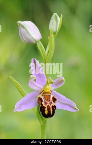 Orchidea delle api (Ophrys apifera), primo piano, infiorescenza, fioritura, orchidea selvatica, specie autoctone, fauna selvatica, Europa. Foto Stock