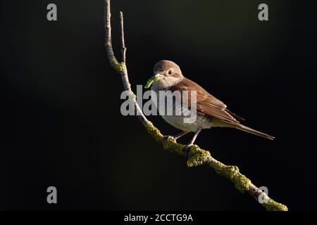 Shrike ( Lanius collurio ), femmina, arroccato su un ramo secco anziano, con preda in becco, nutrimento su bruco cacciato, fauna selvatica, Europa. Foto Stock