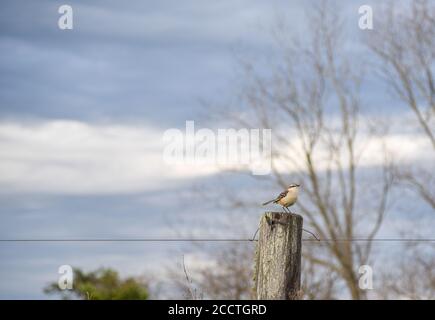 Mimus saturnino uccello. Fauna dal bioma di pampa in Brasile. Dawn in campagna. Paesaggio rurale. Foto Stock