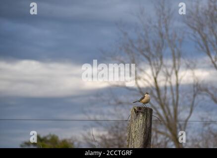 Mimus saturnino uccello. Fauna dal bioma di pampa in Brasile. Dawn in campagna. Paesaggio rurale. Foto Stock