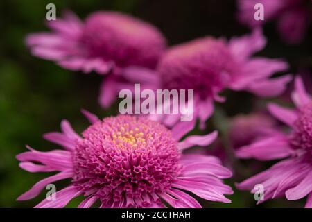 Crisantemi viola vicino - in su nel giardino. Fiori colorati e luminosi su sfondo sfocato a fuoco selettivo. Sfondo autunno floreale. Natu morbido Foto Stock