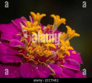 Primo piano di fuchsia zinnia su sfondo verde offuscato Foto Stock