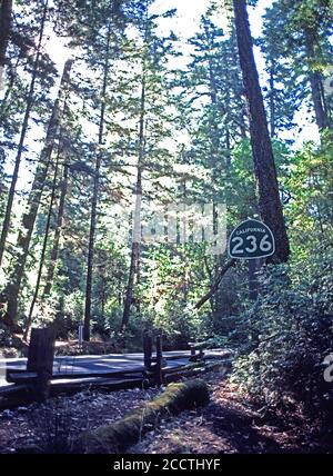 L'insegna California 236, Big Basin Way, attraversa il Big Basin Redwoods state Park, sulle montagne di Santa Cruz, California. 1980, 80s, americano, Stati Uniti, Stati Uniti, Foto Stock