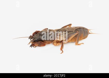 Cricket talpa europea su sfondo bianco. Naturale Foto Stock