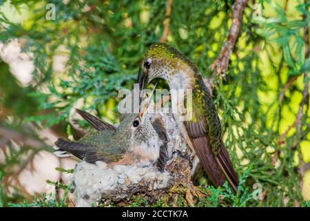 Femmina di Hummingbird a coda larga (Selasforus platycercus) nutrendo giovani nel nido di Rocky Mountain Juniper Tree, Castle Rock Colorado USA. Foto Stock