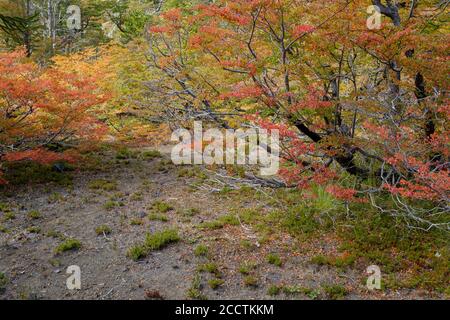 Foresta autunnale al Parco Nazionale di Villarrica. Regione di Araucania. Cile. Foto Stock