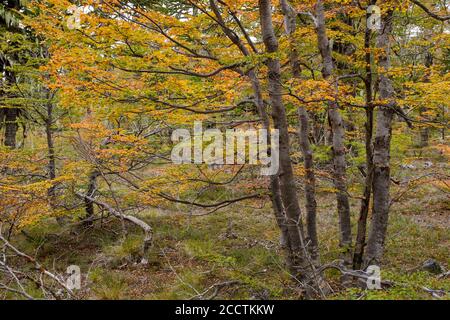 Foresta autunnale al Parco Nazionale di Villarrica. Regione di Araucania. Cile. Foto Stock