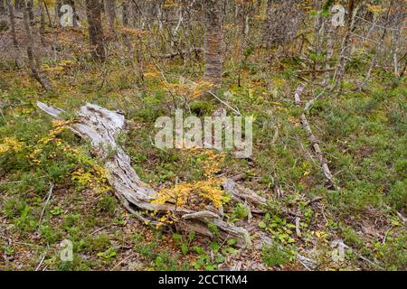 Foresta autunnale al Parco Nazionale di Villarrica. Regione di Araucania. Cile. Foto Stock