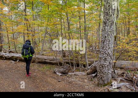 Donna escursioni nella foresta autunnale al Parco Nazionale di Villarrica. Regione di Araucania. Cile. Foto Stock