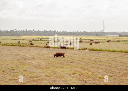 Buoi e mucche pascolano. Allevamento estensivo di bestiame bovino. Fauna brasiliana. Raccolto di riso post-raccolto. Agricoltura e bestiame in Brasile. Garzette bianche e tachâ Foto Stock