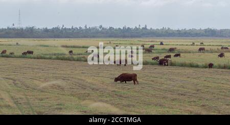 Buoi e mucche. Bestiame che pascolano all'aperto. Allevamento estensivo di bestiame bovino. Bestiame nel sud del Brasile. Agroalimentare per l'esportazione e merci. Animali da fattoria Foto Stock