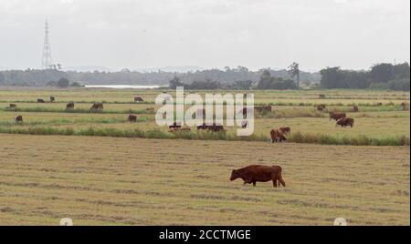 Buoi e mucche. Bestiame che pascolano all'aperto. Allevamento estensivo di bestiame bovino. Bestiame nel sud del Brasile. Agroalimentare per l'esportazione e merci. Animali da fattoria Foto Stock