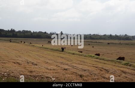 Buoi e mucche. Bestiame che pascolano all'aperto. Allevamento estensivo di bestiame bovino. Bestiame nel sud del Brasile. Agroalimentare per l'esportazione e merci. Animali da fattoria Foto Stock