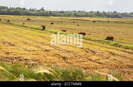 Buoi e mucche. Bestiame che pascolano all'aperto. Allevamento estensivo di bestiame bovino. Bestiame nel sud del Brasile. Agroalimentare per l'esportazione e merci. Animali da fattoria Foto Stock