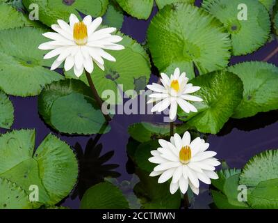 Gigli d'acqua che crescono in stagno con fiori bianchi, completamente aperti, Alachua County, Florida, USA. Foto Stock