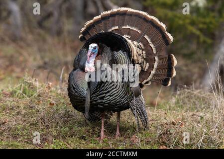 I tacchini di Wild tom strutting una danza di accoppiamento con le loro piume di coda si sono gettati fuori. Oregon, Ashland, Cascade Siskiyou National Monument. Molla Foto Stock