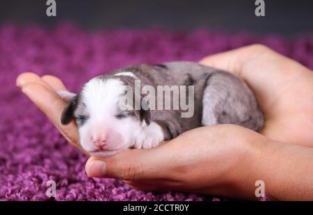 F1B Mini Bernedoodle blu in tricromia che dorme mentre viene tenuto nelle mani Foto Stock