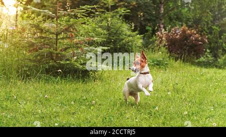 Il piccolo Jack Russell terrier gioca su prato d'erba, correndo con bastone di legno in bocca, alberi sullo sfondo Foto Stock