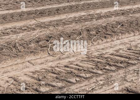 Paglia di patata gli alberi che giacciono su pneumatico hanno colpito il terreno durante la raccolta della patata. Allevamento di patate astratto, metafora della produzione alimentare britannica, agricoltura britannica. Foto Stock