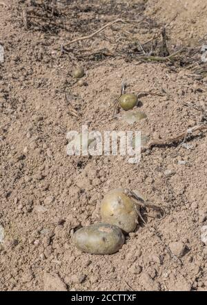 Un paio di patate e un singleton che giacciono sul terreno asciutto dopo essere stati persi da una vendemmiatrice di patate. Questi potrebbero essere 'gleaned' per uso. Foto Stock