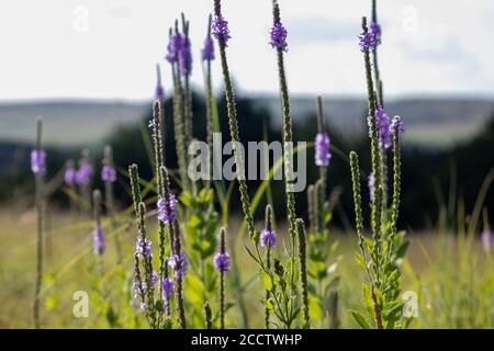 Un primo piano di un fiore viola di Gayfeather nel selvaggio del Nebraska . Foto di alta qualità Foto Stock