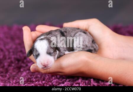 F1B Mini Bernedoodle blu in tricromia che dorme mentre viene tenuto nelle mani Foto Stock